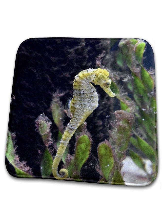 3DROSE Dish Drying Mat - Yellow and white seahorse aquarium animal Animal - Image 1