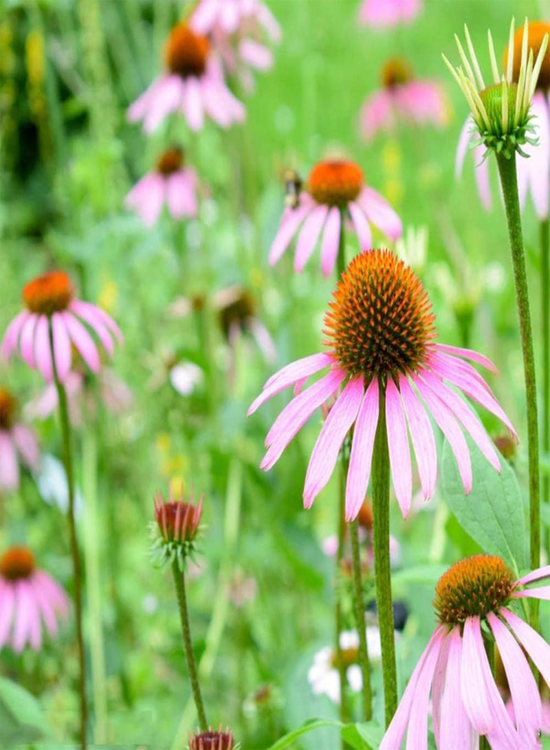 GGOOT 50Pcs Echinacea Seeds for Planting Has Ornamental Value Outdoor Courtyard Terrace Natural Growth Easy to Plant Suitable for Beginners - Image 1