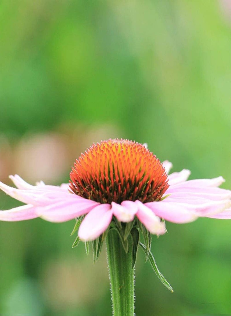 GGOOT 50Pcs Echinacea Seeds for Planting Has Ornamental Value Outdoor Courtyard Terrace Natural Growth Easy to Plant Suitable for Beginners - Image 2