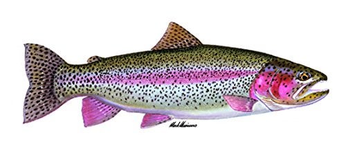 Enjoy It Wild Wings Rainbow Trout Full Color Car Sticker, Outdoor Rated Vinyl Sticker Decal - Image 1