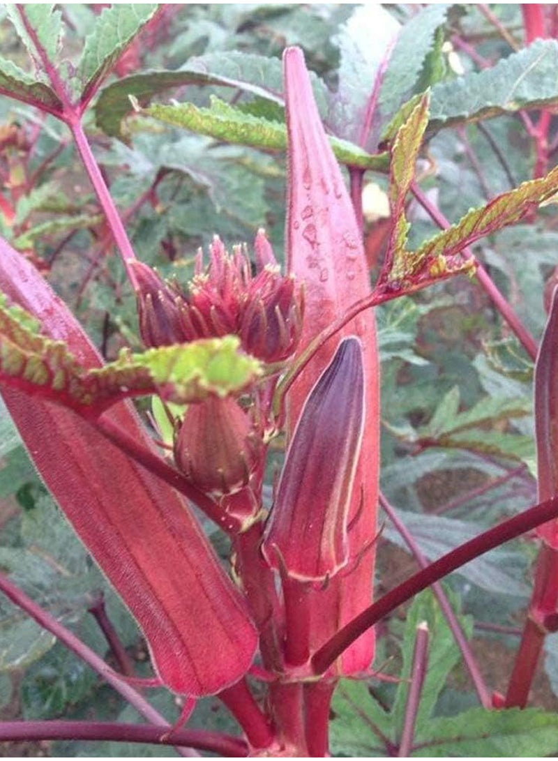 GGOOT 100Pcs Red Okra Seeds  - Image 2