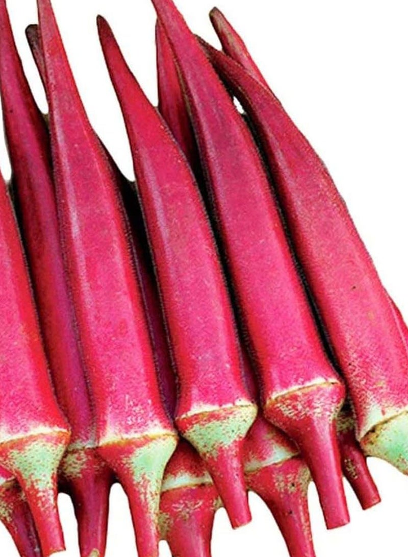 GGOOT 100Pcs Red Okra Seeds  - Image 3