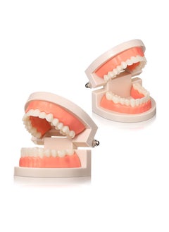 2PCS Educational Dental Teaching Model, Dental Study Mouth Model Toy Dental Teeth Display Fake Dentures Demonstration Tool Dentures Demonstration for Kids Dental Teaching Study Supplies