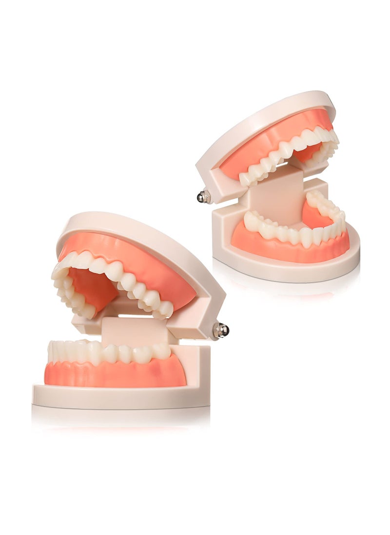 SYOSI - 2PCS Educational Dental Teaching Model, Dental Study Mouth Model Toy Dental Teeth Display Fake Dentures Demonstration Tool Dentures Demonstration for Kids Dental Teaching Study Supplies - Image 1