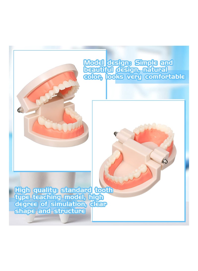 SYOSI - 2PCS Educational Dental Teaching Model, Dental Study Mouth Model Toy Dental Teeth Display Fake Dentures Demonstration Tool Dentures Demonstration for Kids Dental Teaching Study Supplies - Image 1