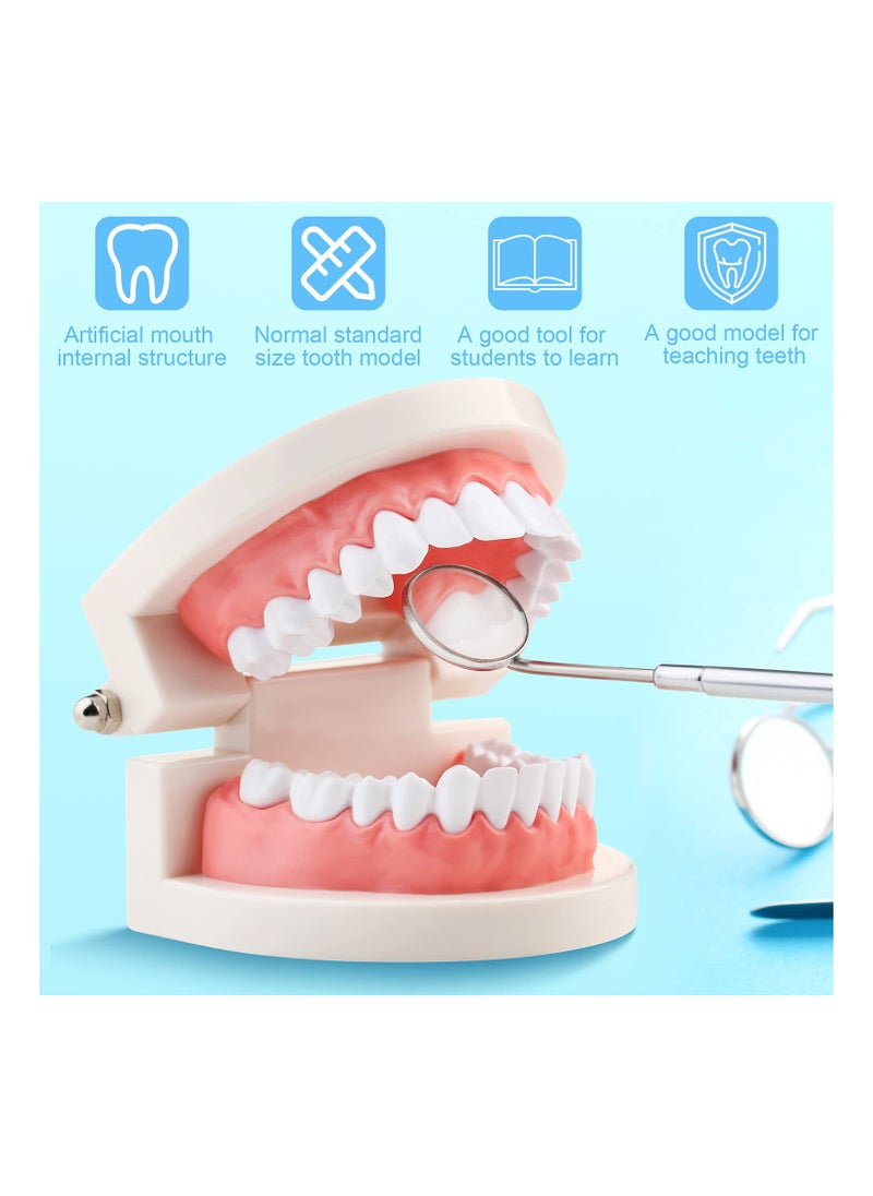 SYOSI - 2PCS Educational Dental Teaching Model, Dental Study Mouth Model Toy Dental Teeth Display Fake Dentures Demonstration Tool Dentures Demonstration for Kids Dental Teaching Study Supplies - Image 1