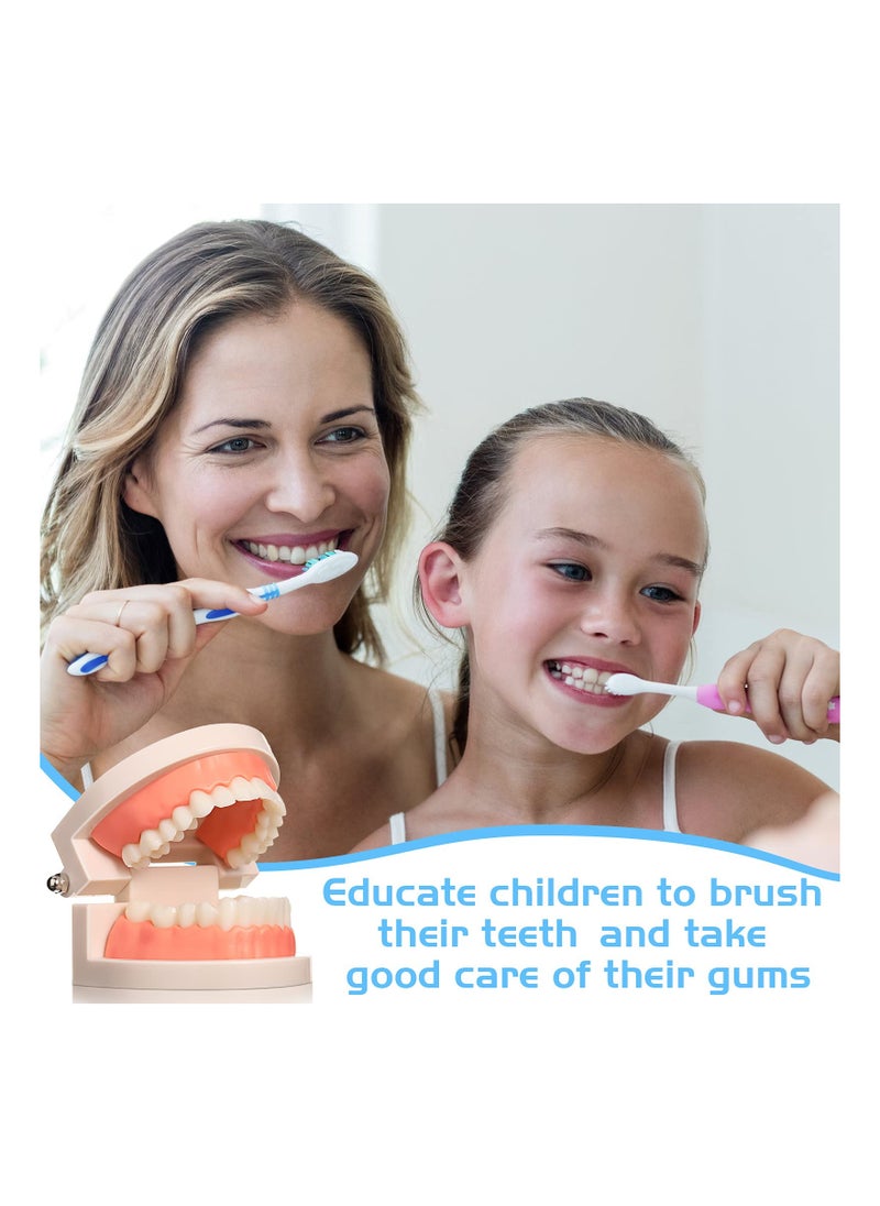 SYOSI - 2PCS Educational Dental Teaching Model, Dental Study Mouth Model Toy Dental Teeth Display Fake Dentures Demonstration Tool Dentures Demonstration for Kids Dental Teaching Study Supplies - Image 1