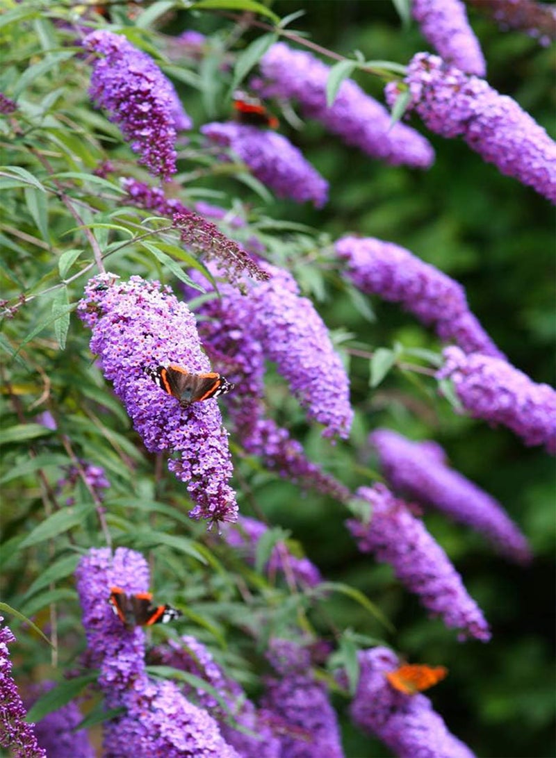 Fragrant Butterfly Bush 'Buddleia Davidii' 50 Seeds