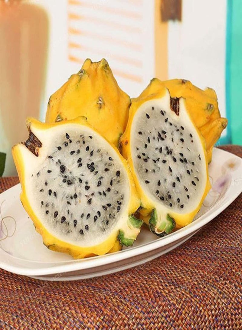 GGOOT Pitaya Seeds,500Pcs/Bag Pitaya Seeds Perennials Easy to Plant Houseplants Indoor Outdoor Seedlings for Garden Yellow - Image 1