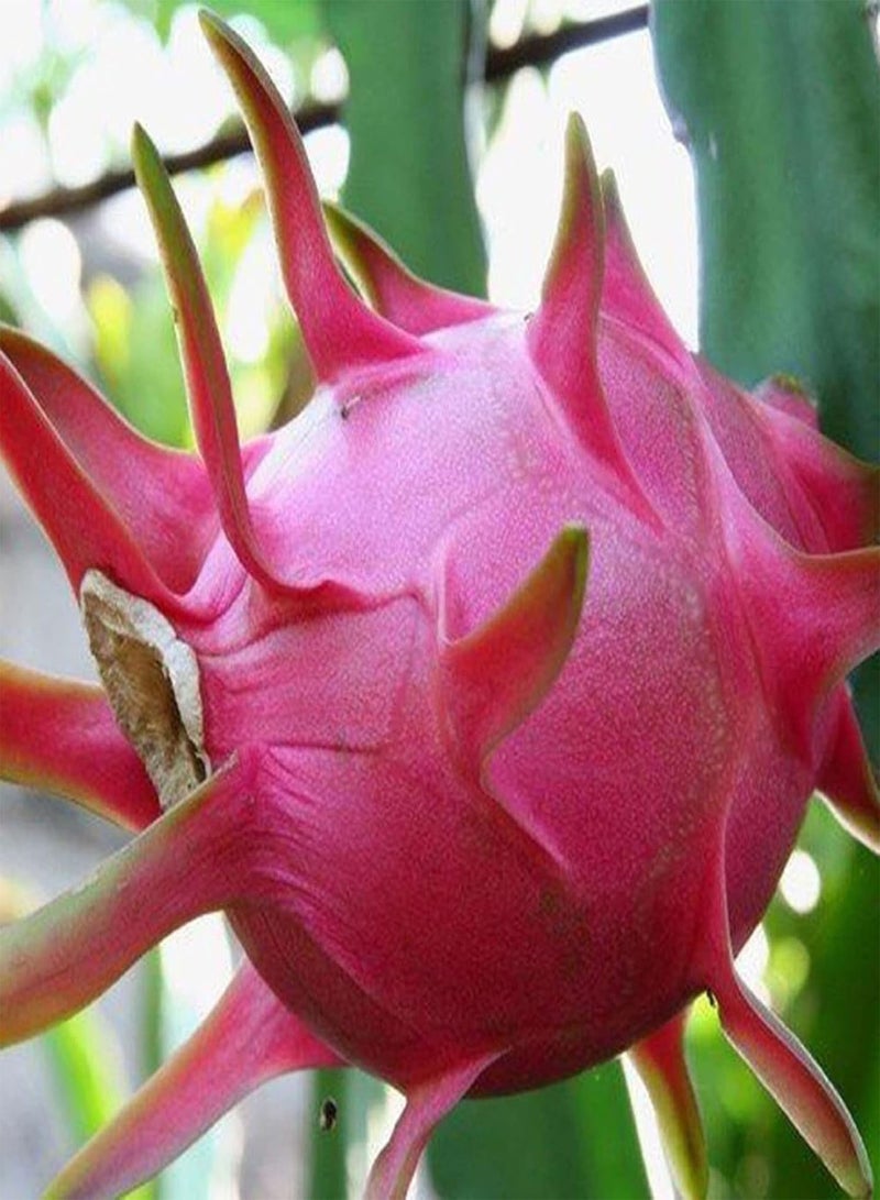 GGOOT Pitaya Seeds,500Pcs/Bag Pitaya Seeds Perennials Easy to Plant Houseplants Indoor Outdoor Seedlings for Garden Yellow - Image 5