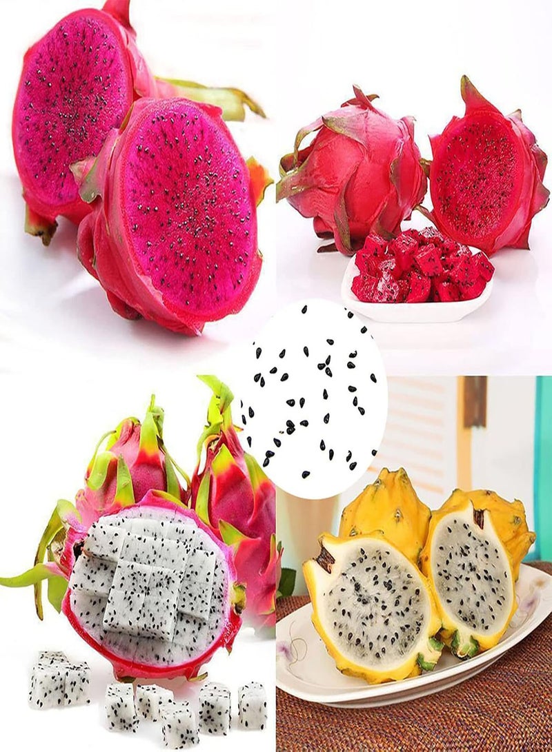 GGOOT Pitaya Seeds,500Pcs/Bag Pitaya Seeds Perennials Easy to Plant Houseplants Indoor Outdoor Seedlings for Garden Yellow - Image 2