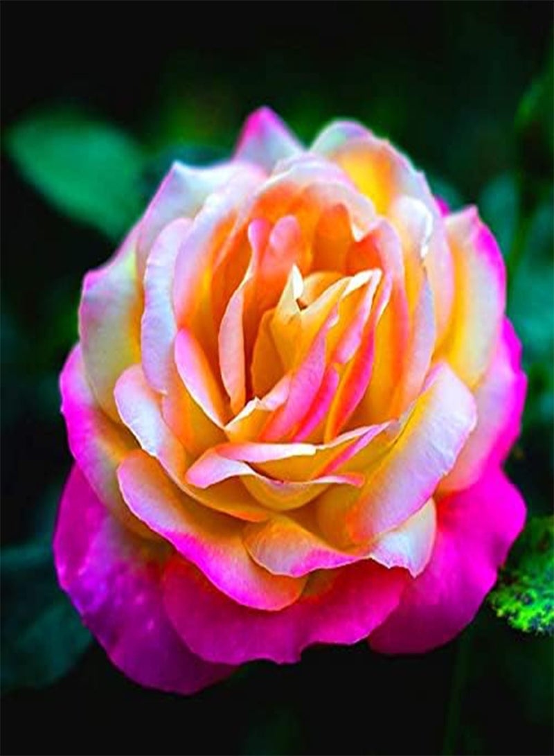 مزيج من بذور الورد وبذور الأعشاب لزراعة أنواع مختلفة من بتلات كبيرة وبذور كوزموس وأزهار صيفية جذابة ونمو قوي - 100 قطعة