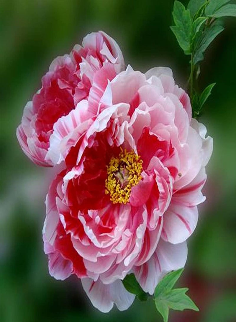 جي جوت بذور الفاوانيا المزروعة في حديقة خارجية، ألوان مختلطة فريدة تلقى استحسانًا كبيرًا من البستانيين، وهي الخيار الأول للزهور الشعبية - Image 3