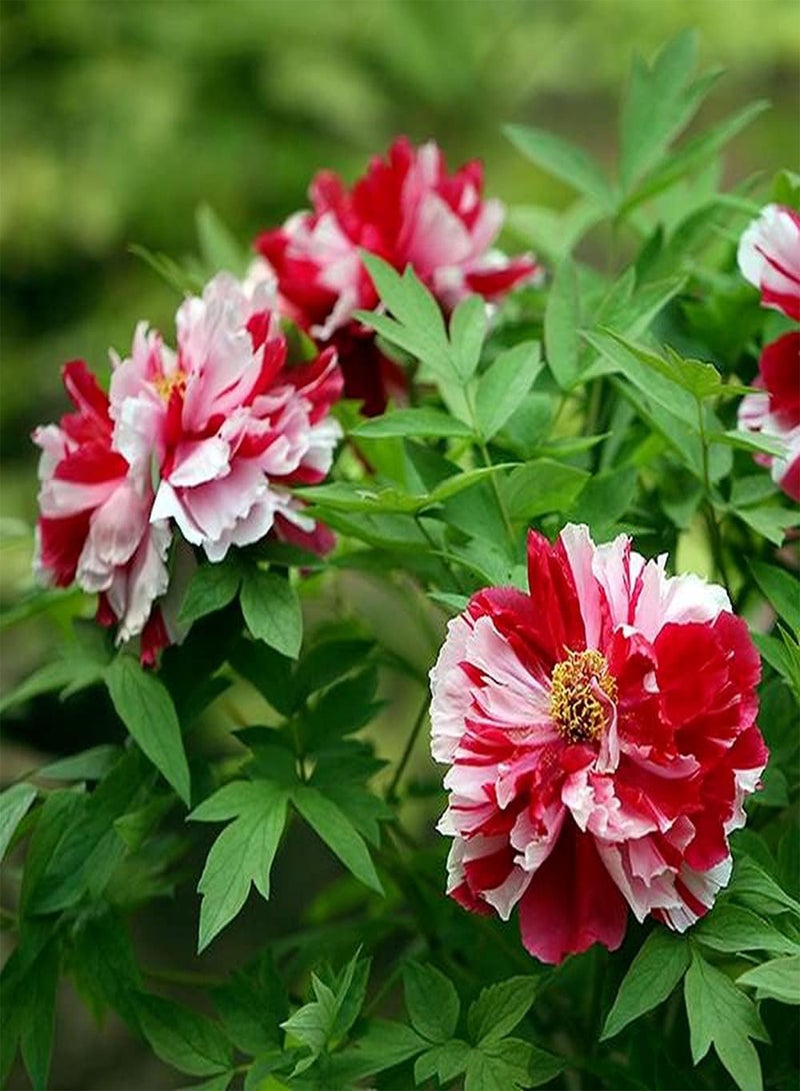 جي جوت بذور الفاوانيا المزروعة في حديقة خارجية، ألوان مختلطة فريدة تلقى استحسانًا كبيرًا من البستانيين، وهي الخيار الأول للزهور الشعبية - Image 2