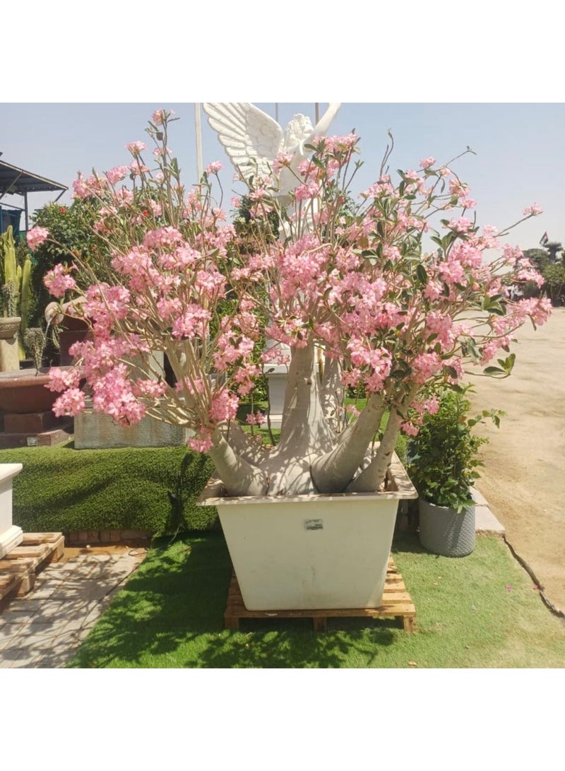 نباتات فيفا فيردا فيفا فيردا نبات أدينيوم أوبيسوم ناضج كبير في الهواء الطلق الإمارات | نبات خارجي ممتاز - Image 2