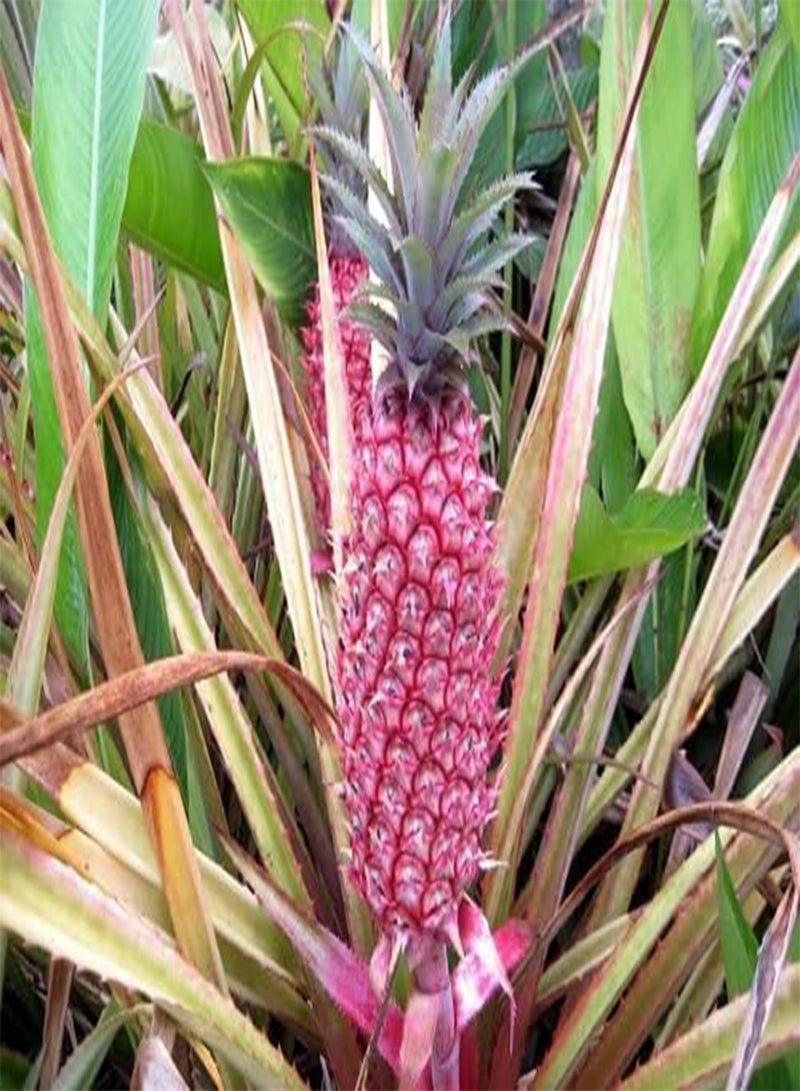 GGOOT 80pcs Pink Pineapple Fruit Seeds - Image 1