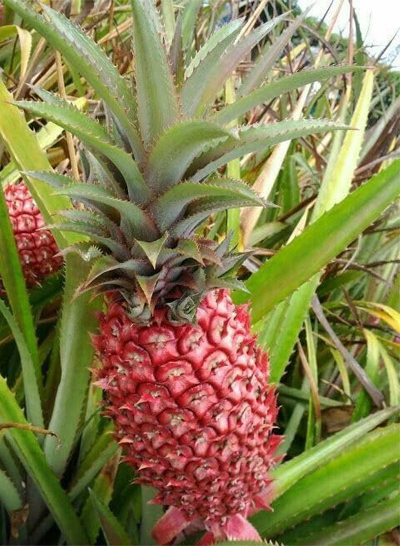 GGOOT 80pcs Pink Pineapple Fruit Seeds - Image 4