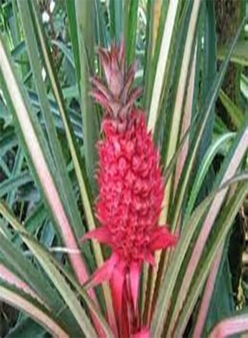 GGOOT 80pcs Pink Pineapple Fruit Seeds - Image 5