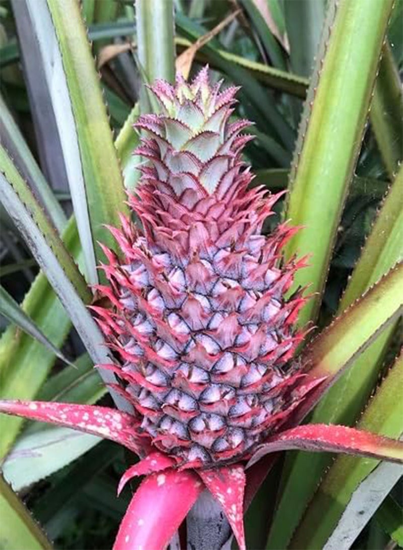 GGOOT 80pcs Pink Pineapple Fruit Seeds - Image 2