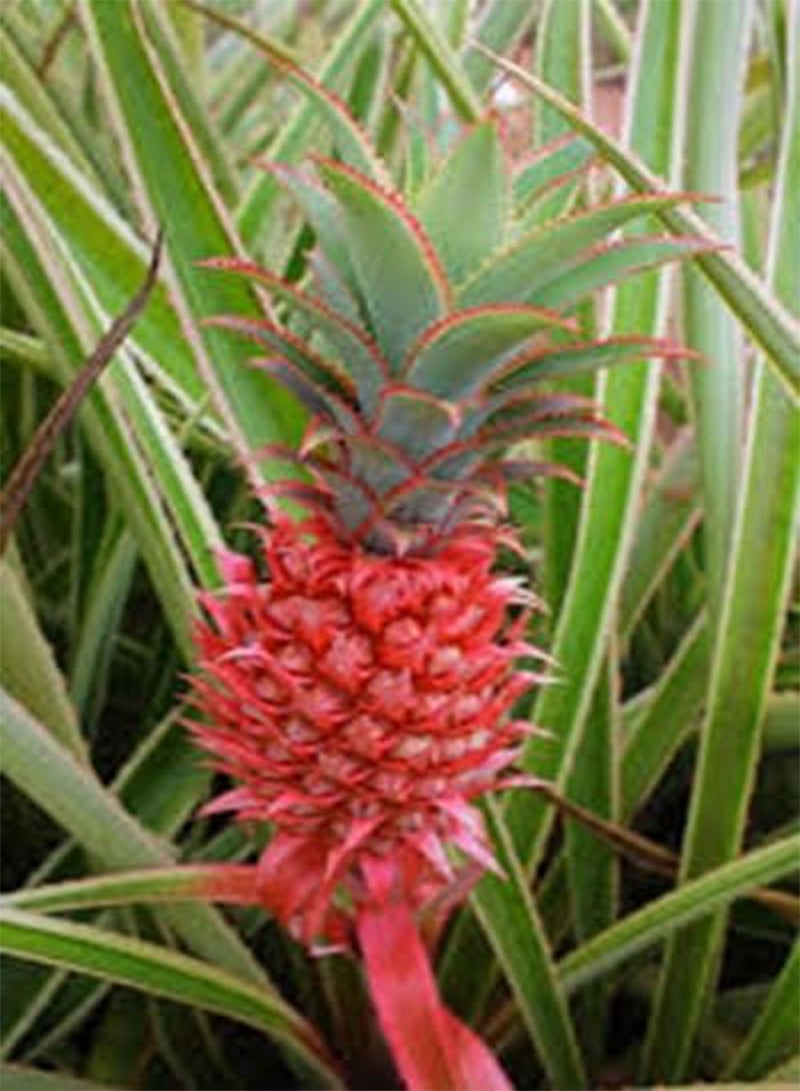 GGOOT 80pcs Pink Pineapple Fruit Seeds - Image 3