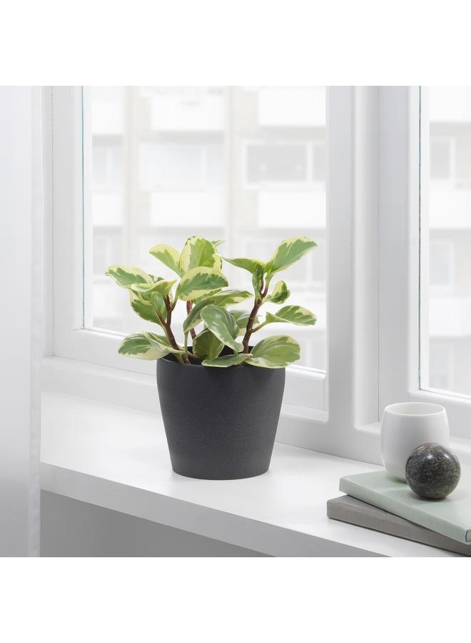 erorex Plant Pot, Dark Grey, 12 Cm - Image 4