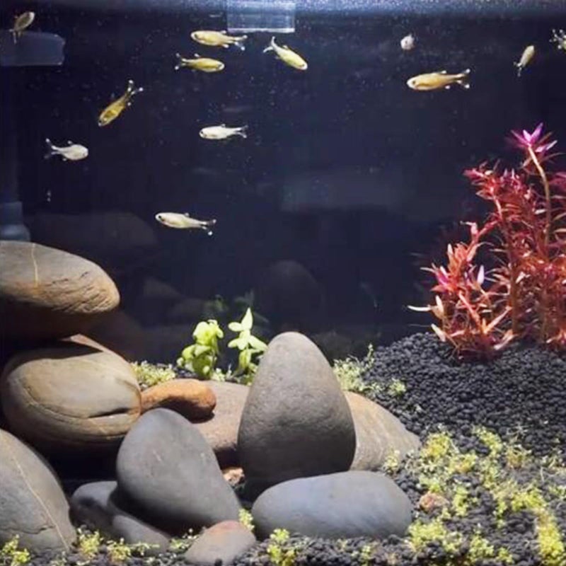 FANTIAN 5 lbs Natural Aquarium Rocks, 2-3 Inch Large Pebbles.Decorative River Rocks for Plants, Fish Tank, Garden, Paving, Fountain, Walkways and Outdoor Landscaping - Image 5