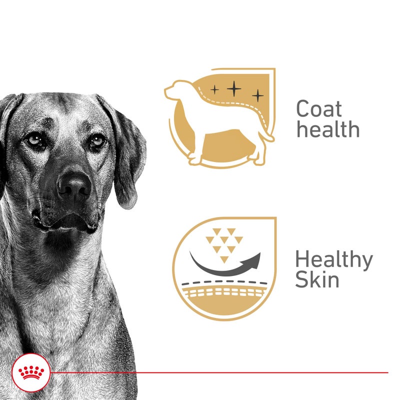 Royal Canin Canine Health Nutrition Adult In Gel Dog Food, 13.5 oz (Pack of 12) - Image 2