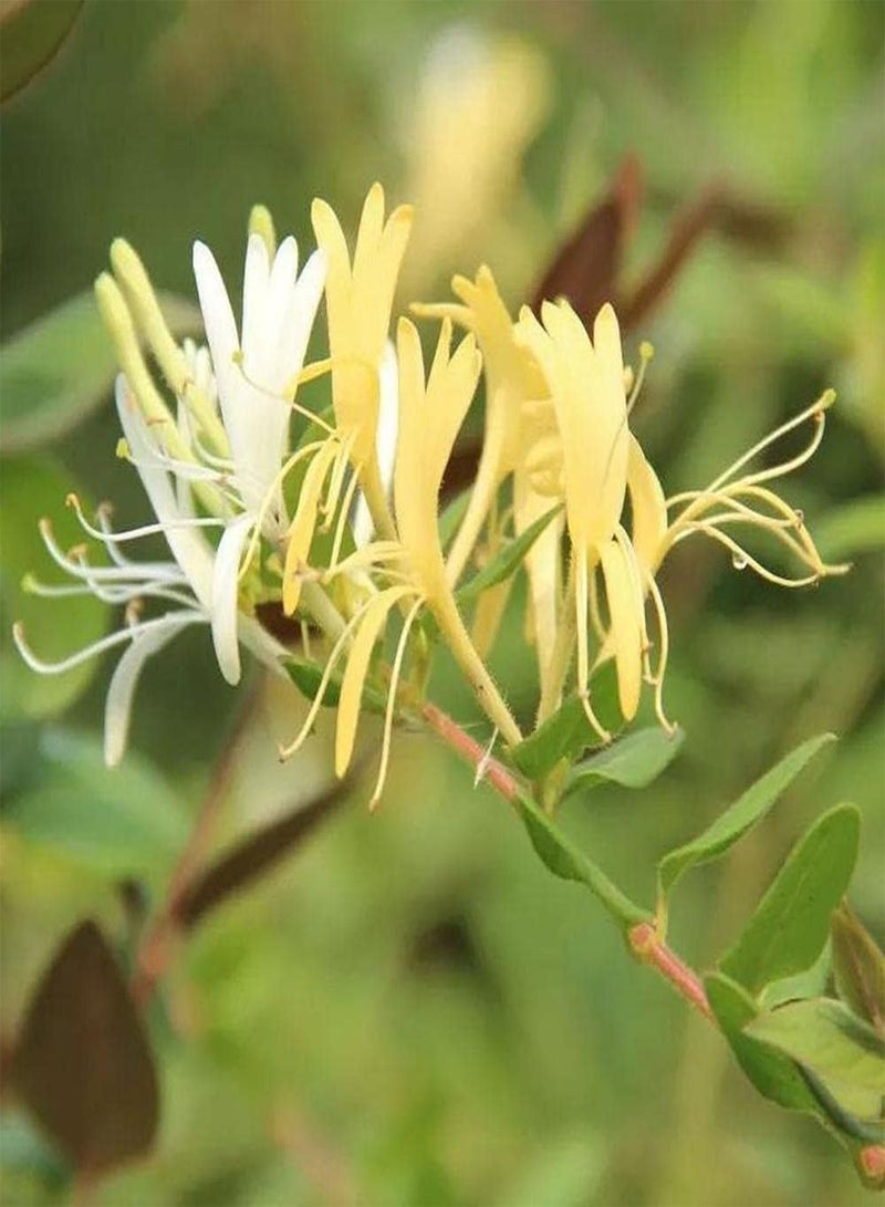 جي جوت 100 قطعة من بذور زهر العسل، زهور لونيسيرا الجميلة تنضح برائحة ساحرة تجذب النحل والفراشات المحبوبة من قبل الناس - Image 1