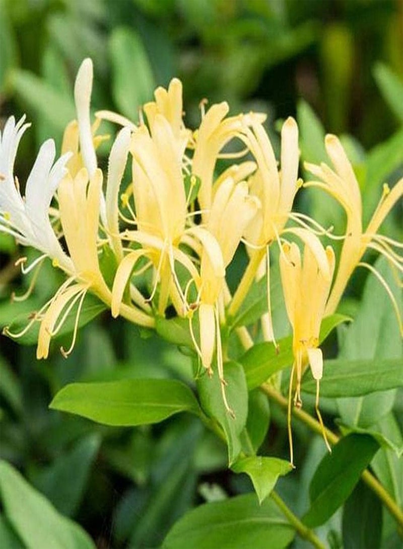 جي جوت 100 قطعة من بذور زهر العسل، زهور لونيسيرا الجميلة تنضح برائحة ساحرة تجذب النحل والفراشات المحبوبة من قبل الناس - Image 2