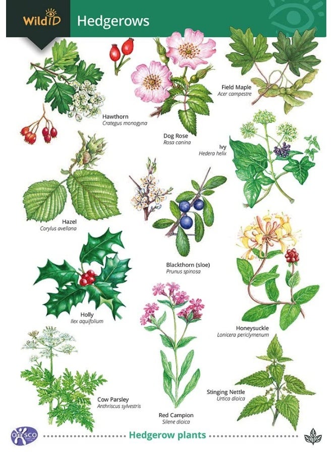Guide to Hedgerows - Image 1