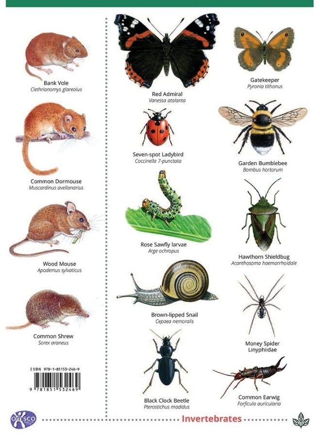 Guide to Hedgerows - Image 2