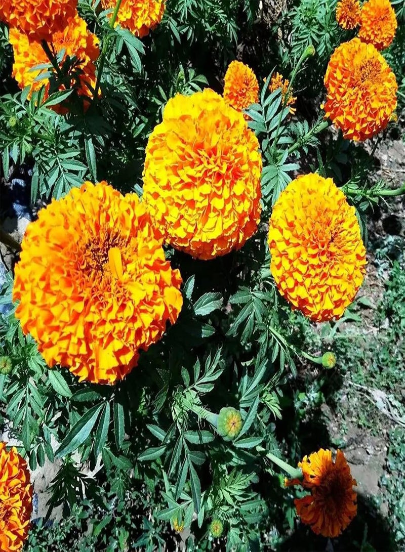 جي جوت مجموعة من 50 قطعة من بذور القطيفة، نابضة بالحياة، جيدة التصريف، متوسطة الري، ذات رائحة قوية للحدائق، متعددة الألوان - Image 3