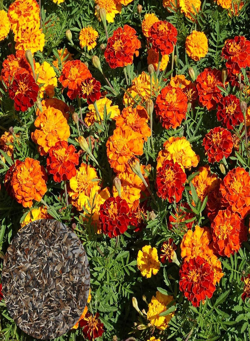 جي جوت مجموعة من 50 قطعة من بذور القطيفة، نابضة بالحياة، جيدة التصريف، متوسطة الري، ذات رائحة قوية للحدائق، متعددة الألوان - Image 1