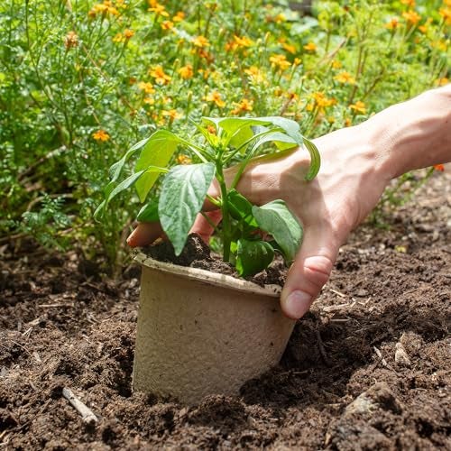 Back to the Roots Organic & PLANTABLE 4.25" Wide Seed Starting POTS (8 CT) - Image 2