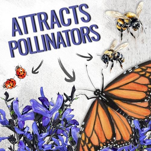 Seed Needs Sapphire Blue Sage Seeds for Planting - Heirloom & Open Pollinated Salvia - Grow a Butterfly Garden with Perennial Flowering Plants (2 Packs) - Image 4