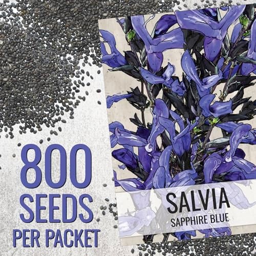 Seed Needs Sapphire Blue Sage Seeds for Planting - Heirloom & Open Pollinated Salvia - Grow a Butterfly Garden with Perennial Flowering Plants (2 Packs) - Image 2