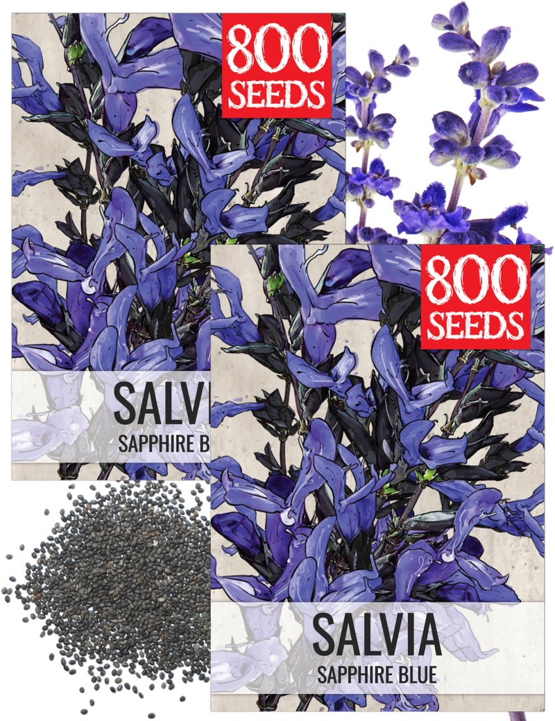Seed Needs Sapphire Blue Sage Seeds for Planting - Heirloom & Open Pollinated Salvia - Grow a Butterfly Garden with Perennial Flowering Plants (2 Packs) - Image 1