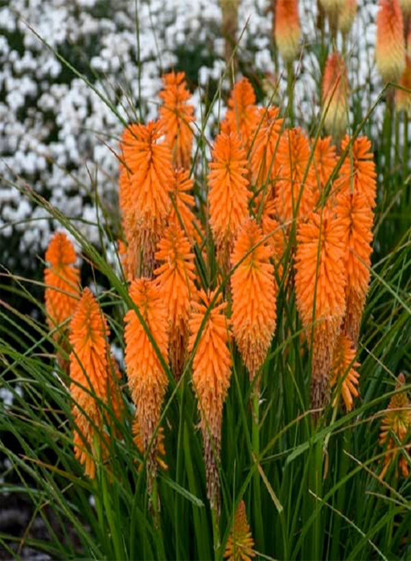 GGOOT 25 Orange Blazer Torch Lily Hot Poker Flower Seeds Perennial Seed - Image 2