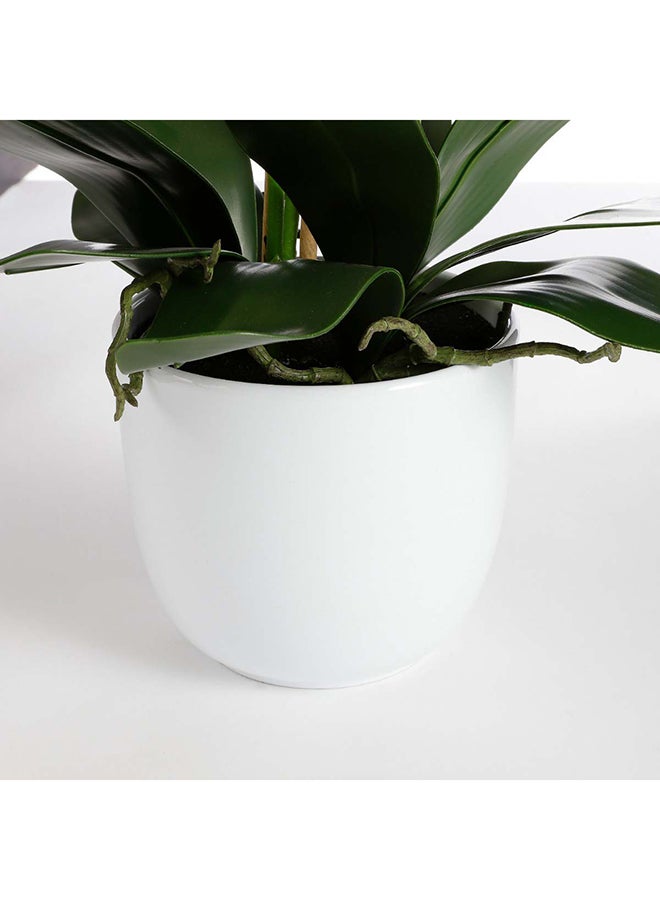 ساحل الشمس Suncoast Artificial Phalaenopsis In Pot-White  - Image 3