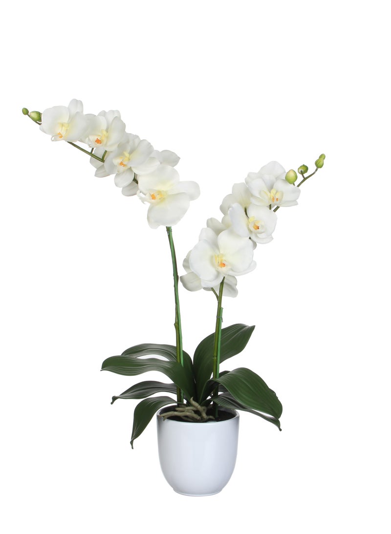 ساحل الشمس Suncoast Artificial Phalaenopsis In Pot-White  - Image 1