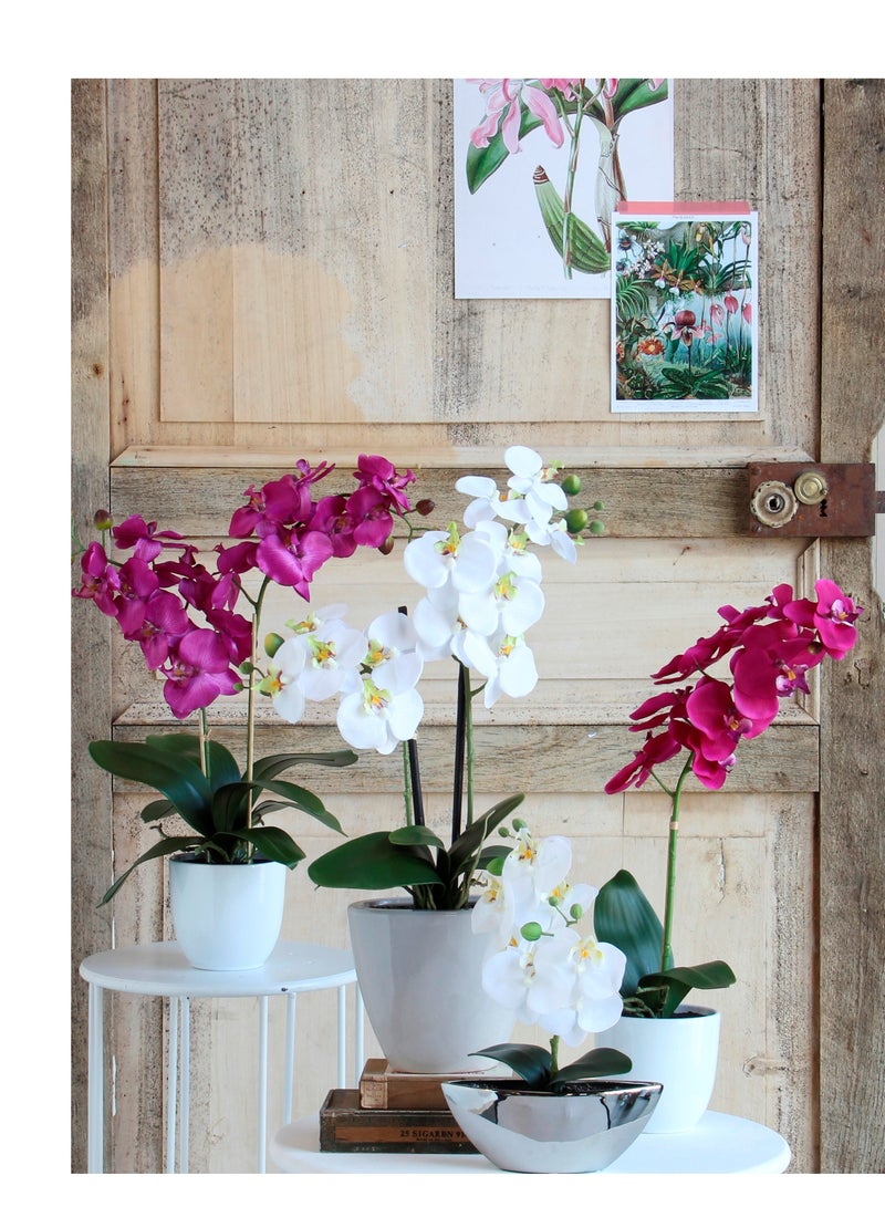 ساحل الشمس Suncoast Artificial Phalaenopsis In Pot-White  - Image 5