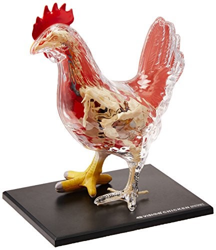 4D Master Vision Chicken Skeleton  Anatomy Model Kit One Color - Image 1