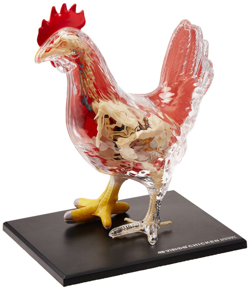 4D Master Vision Chicken Skeleton  Anatomy Model Kit One Color - Image 3