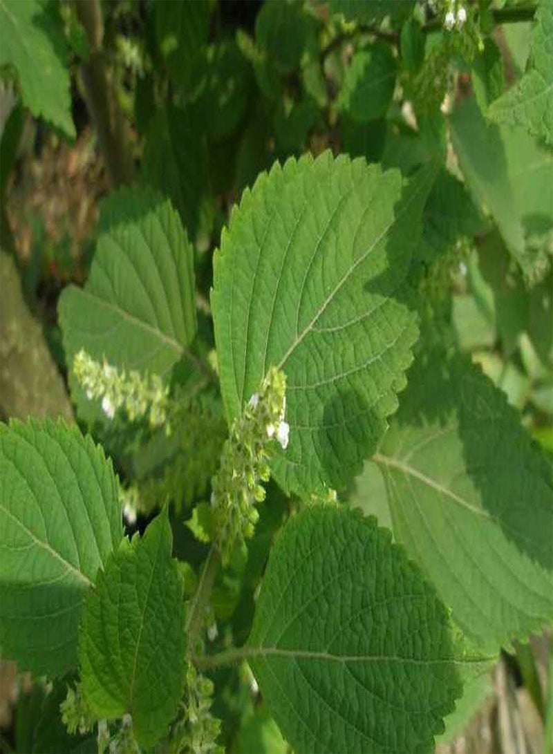 GGOOT 100pcs Heirloom Green Perilla Seeds Planting in Outdoor Courtyard Heat Resistance Shiso Strong Adaptability Don't Need Much Care - Image 2