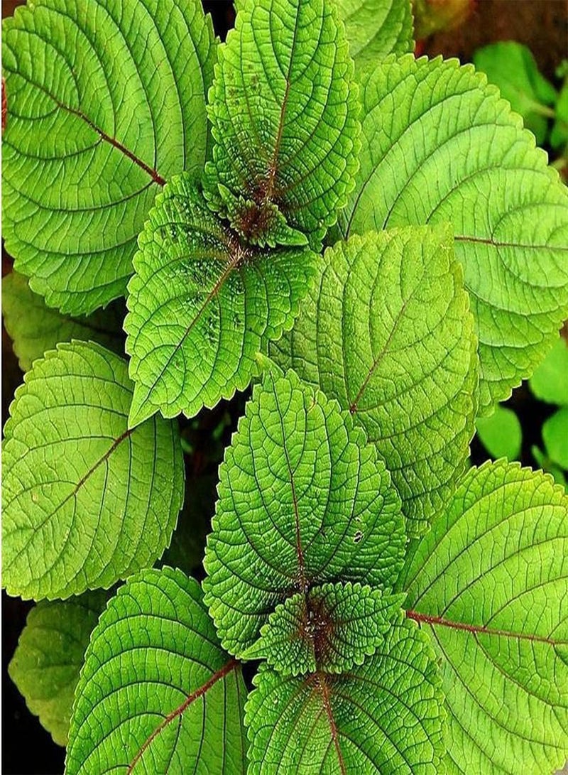 GGOOT 100pcs Heirloom Green Perilla Seeds Planting in Outdoor Courtyard Heat Resistance Shiso Strong Adaptability Don't Need Much Care - Image 1