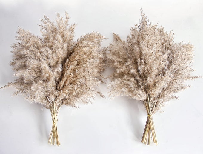 PAMPAS GRASS DECOR NATURAL DRY PAMPAS GRASS SMALL SHORT PAMPASS BULK FOR FARMHOUSE WALL KITCHEN BEDROOM DECOR OFFICE DECOR 17 INCH