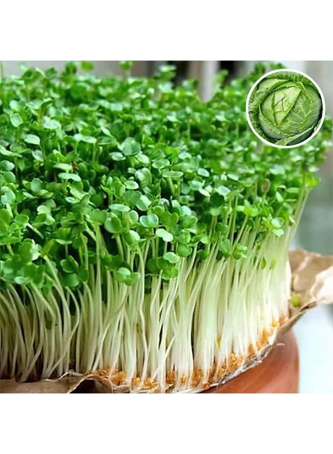 الملفوف الأحمر، بذور ميكروجرين الصغيرة