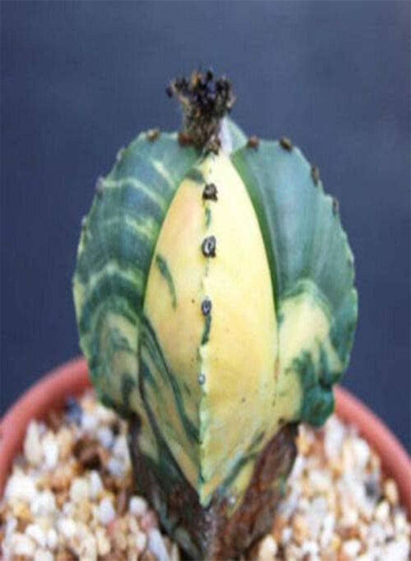 GGOOT Astrophytum myriostigma cuadricostatum Variegated, @ Cactus Cacti Seed 10 Seeds