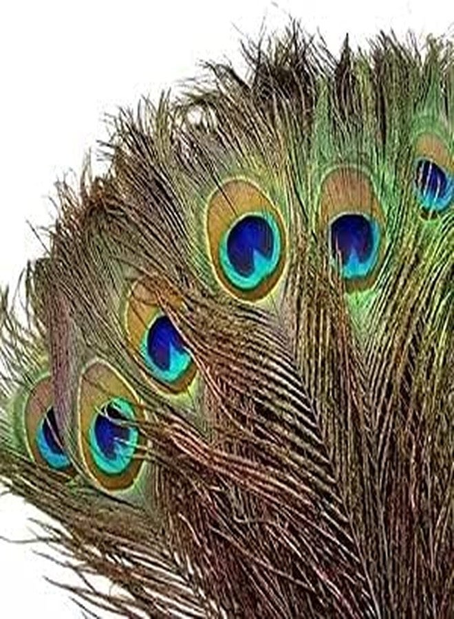 FOLA MOOLYAVAAN PRODUCTS Peacock Feather More Pankh Feather Tails. Full Length Size 30 Inch More Pankh for Janamashtami Diwali Navratri Artefact Decoration Item (6) - Image 2