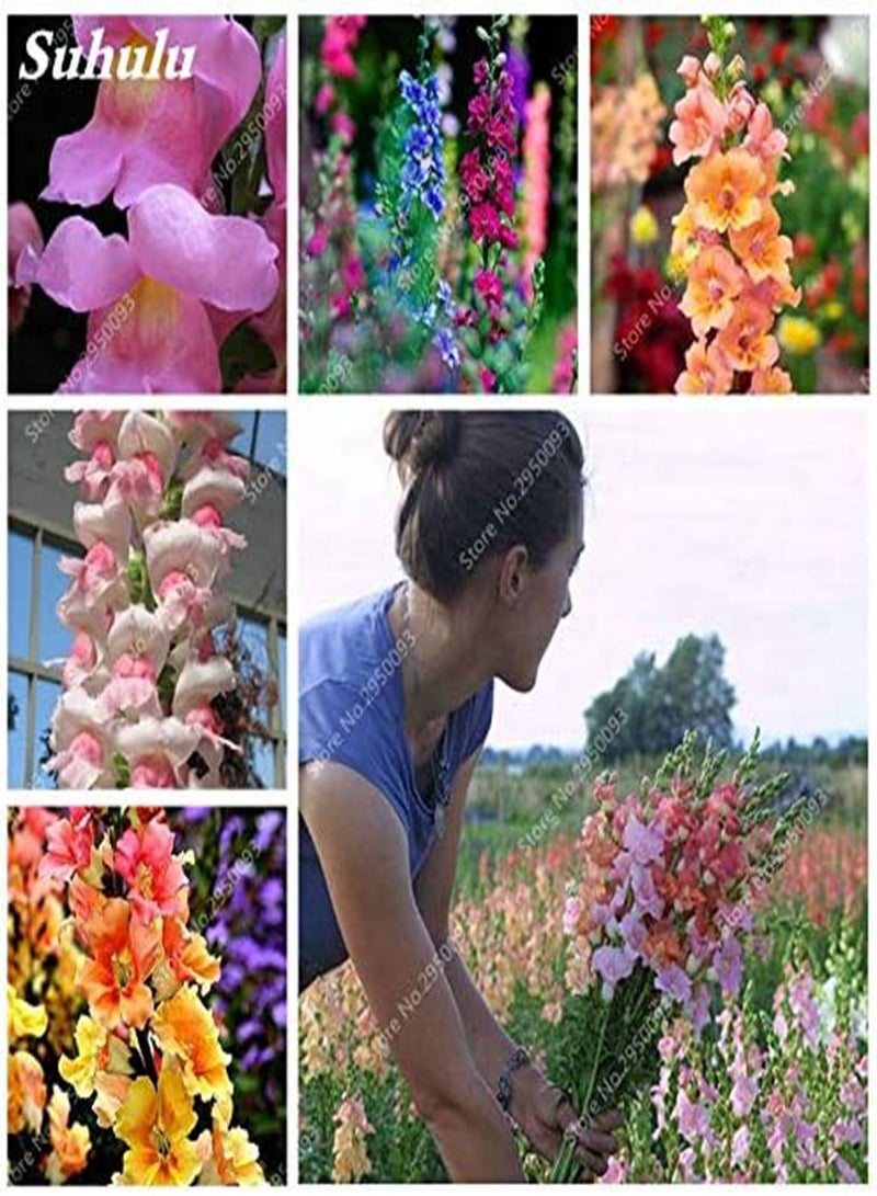 GGOOT New 200 pcs Antirrhinum Flower Seeds for Gardening Red - Image 2